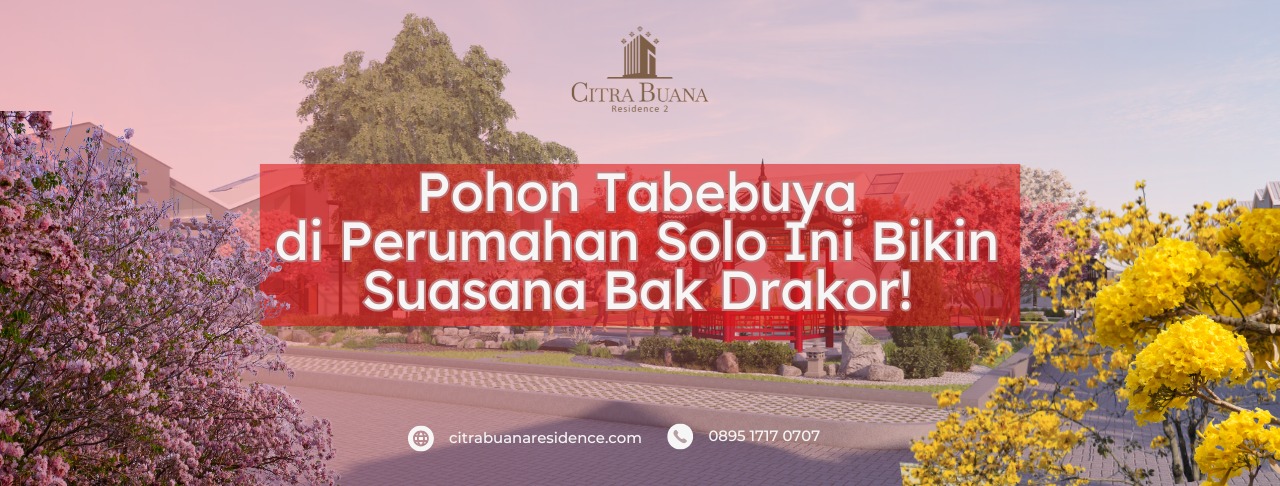 Pohon Tabebuya Perumahan Solo