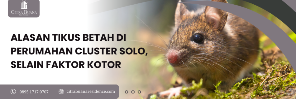 alasan perumahan cluster solo