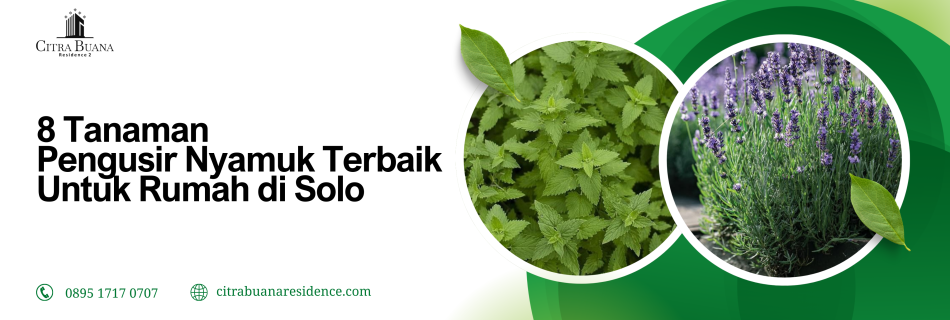 tanaman rumah di solo