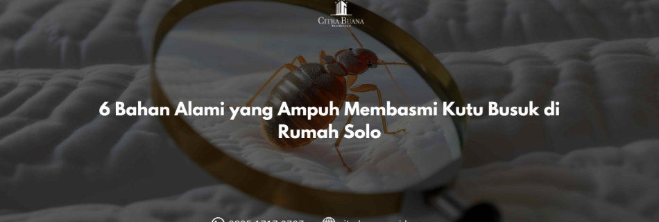 6 Bahan Alami yang Ampuh Membasmi Kutu Busuk di Rumah Solo