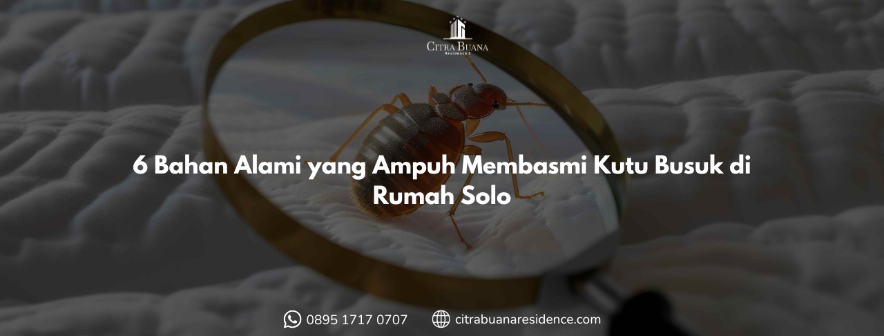 6 Bahan Alami yang Ampuh Membasmi Kutu Busuk di Rumah Solo