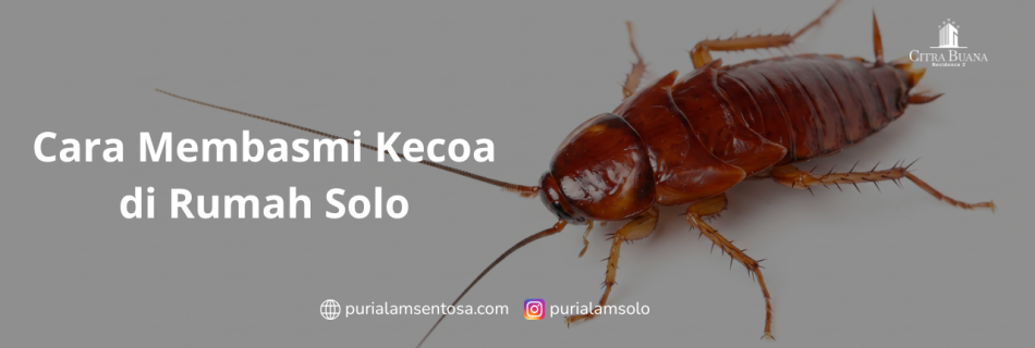 Cara Membasmi Kecoa di Rumah Solo