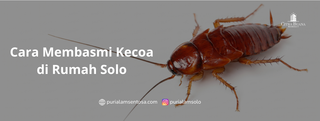 Cara Membasmi Kecoa di Rumah Solo