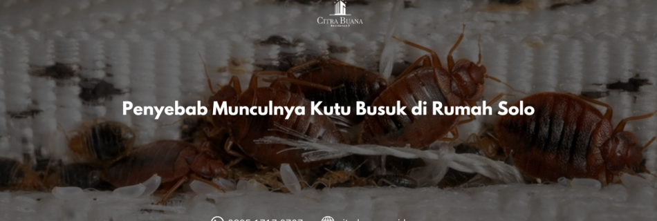 Penyebab Munculnya Kutu Busuk di Rumah Solo