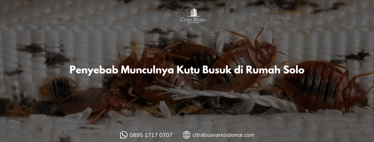 Penyebab Munculnya Kutu Busuk di Rumah Solo