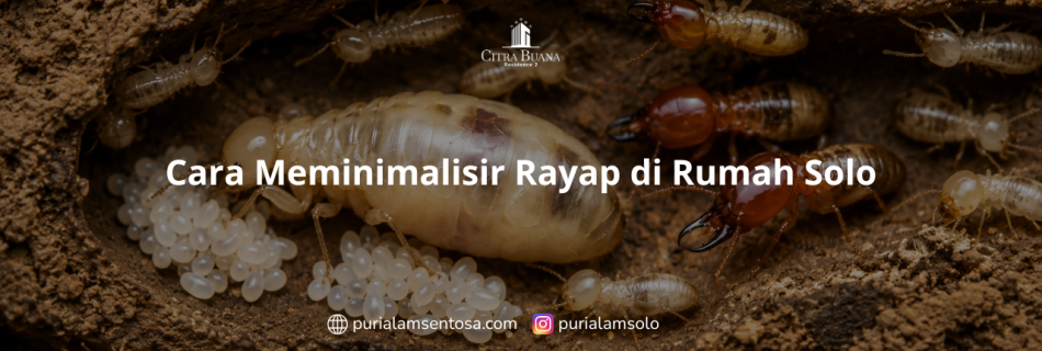 Cara Meminimalisir Rayap di Rumah Solo
